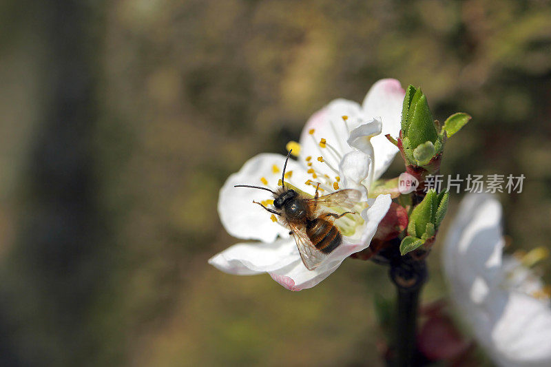 雄性红梅森蜜蜂(Osmia bicornis)在春天盛开的花园为杏树授粉。野蜂在杏树花中采集花蜜、花粉和蜂蜜